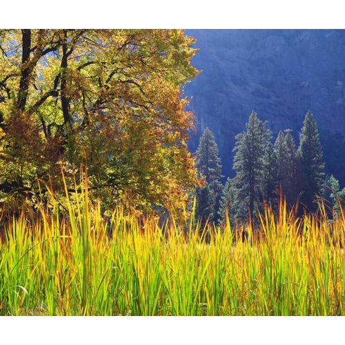 California, Yosemite Oak with autumn foliage
